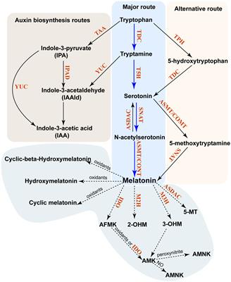 The role of phytomelatonin receptor 1-mediated signaling in plant growth and stress response